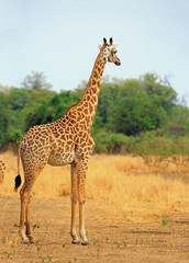 Naklejka na ściany i meble A lone Thornicroft Giraffe standing alone on the open plains in South Luangwa National Park, Zambia