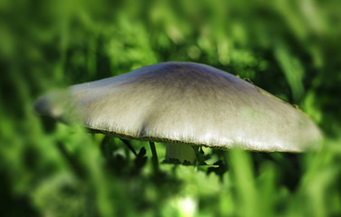 Fototapeta premium mushroom