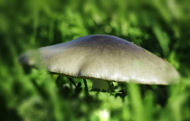 mushroom