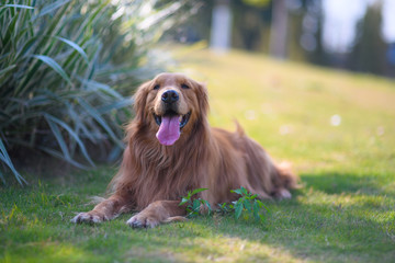 Golden retriever playing on the grass