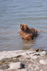 Golden retriever playing with water in the river