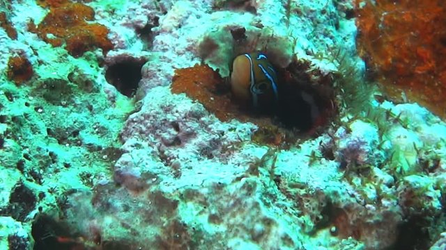 a bluestriped fangblenny hides in its hole on a coral reef-recorded at 60fps