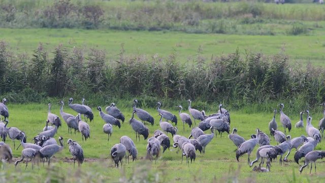 Common crane search feed on the rest place, autumn, (grus grus)
