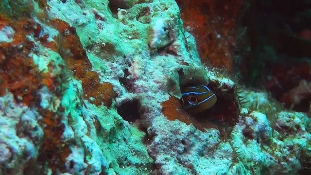 a bluestriped  sabretooth blenny peers from its hole on a coral reef-recorded at 60fps