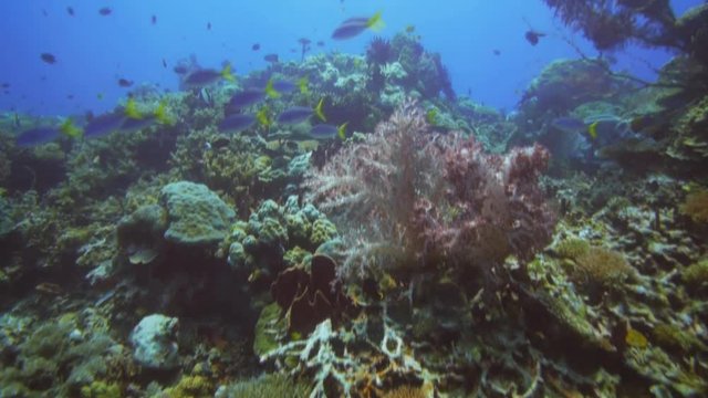 a school of yellow and blueback fusilier fish swim past a red soft coral