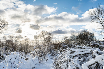 forest and vegetation are covered with a large layer of snow, sunset in the winter period, winter nature