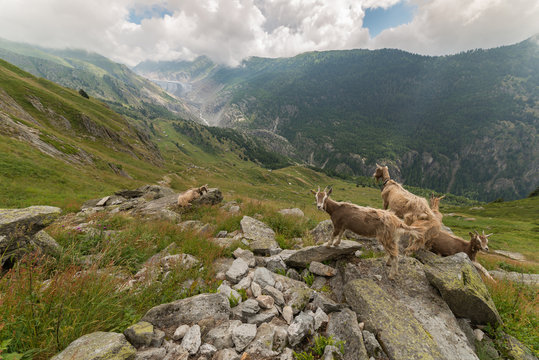 geissen bilder geissen bilder