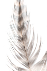 black-brown feathers on a white background
