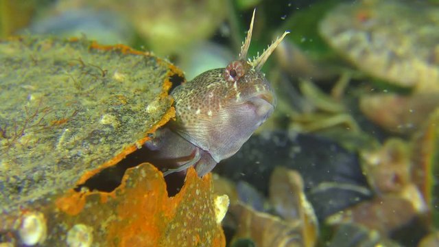 Garbage on the seabed: Tentacled blenny (Parablennius tentacularis) uses a rusty can as a shelter, close-up.
