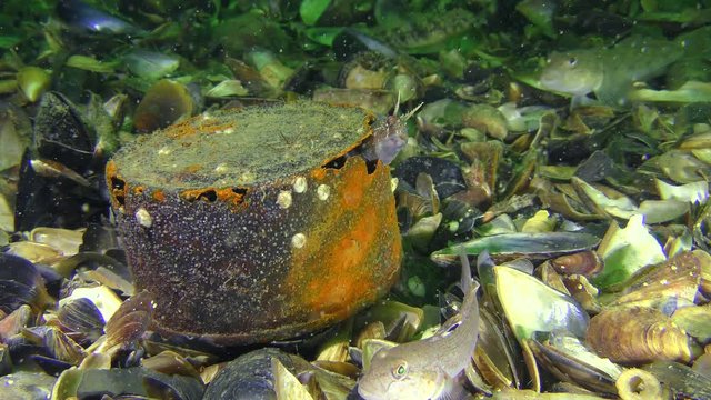 Garbage on the seabed: Tentacled blenny (Parablennius tentacularis) uses a rusty can as a shelter, a wide shot.
