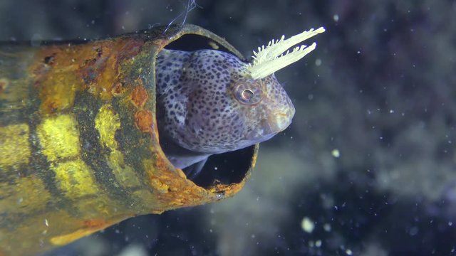 Maritime nature during the war: Tentacled blenny (Parablennius tentacularis) peeps out of the machine gun sleeve that it uses as a shelter, close-up.