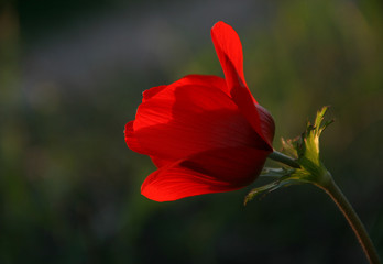 Wilde Kronen-Anemone, Israel