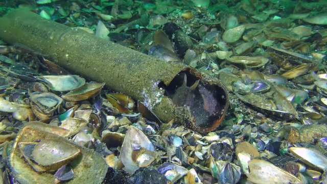 Garbage on the seabed: Tentacled blenny (Parablennius tentacularis) laid eggs in the body of the missile, a wide shot.
