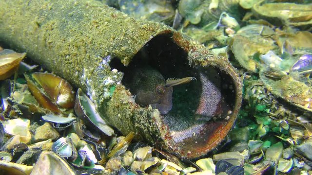 Garbage on the seabed: nest with Tentacled blenny (Parablennius tentacularis) caviar in the missile, medium shot.
