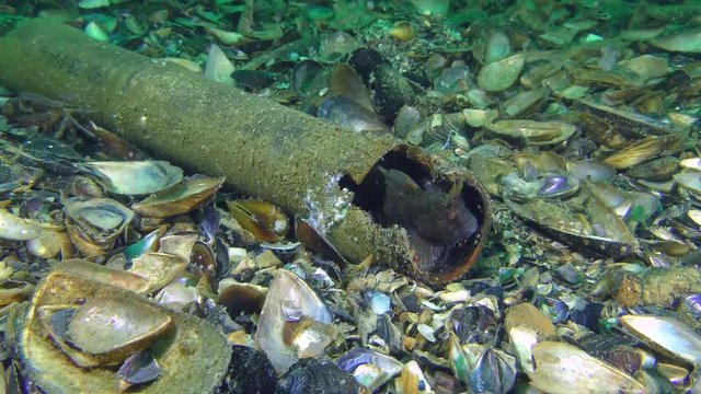Garbage on the sea floor: male Tentacled blenny (Parablennius tentacularis) made a nest in the body of the projectile, medium shot.
