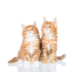 Fototapeta na wymiar Maine Coon kittens