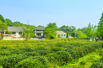 Fototapeta na wymiar Longjing tea garden in West Lake