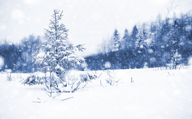 Landscape in the winter day