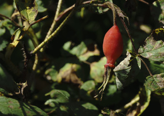 narrow red hips