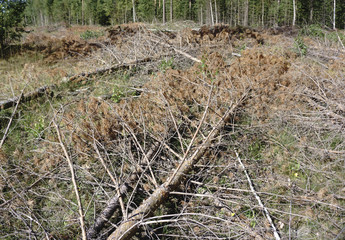 Fallen tree, fallen forest