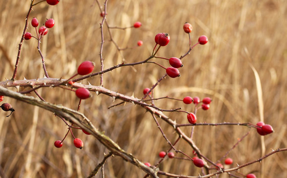 twigs of wild rose bush with rose hips in autumn