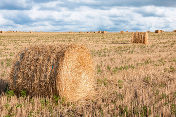 round stacks of dry straw on harvest field