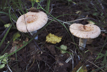 Mushrooms. is rich in mushrooms. Mushrooms are of different types