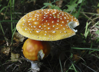 Mushrooms. is rich in mushrooms. Mushrooms are of different types