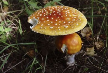 Mushrooms. is rich in mushrooms. Mushrooms are of different types