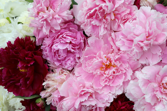 Pink, white and red peonies close-up. Background of flowers.
