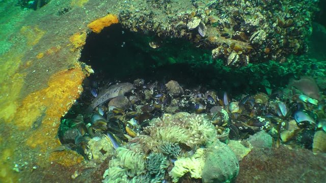 Several round goby fish (Neogobius melanostomus) under the overhanging rusty sheet of the sunken ship's skin.
