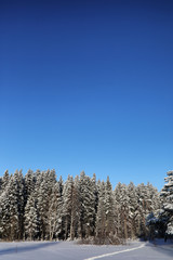 pine forest after a heavy snow storm on sunny winter day