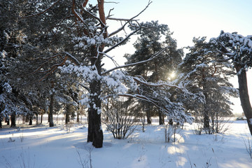 pine forest after a heavy snow storm on sunny winter day