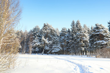 Fototapeta premium pine forest after a heavy snow storm on sunny winter day