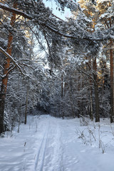 pine forest after a heavy snow storm on sunny winter day