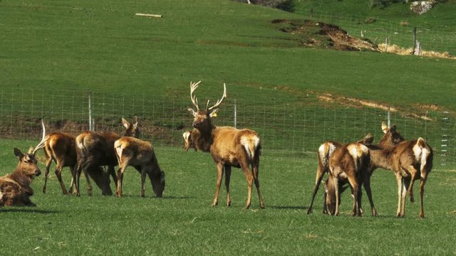 a stag and does on a deer farm at mossburn in new zealand