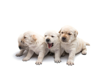 labrador puppies isolated