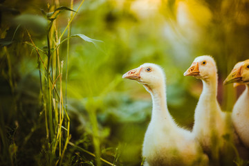 Five young goose together sit in the grass