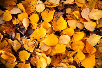 Autumn yellow leaves close up background