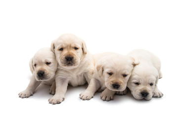 Obraz premium labrador puppies isolated