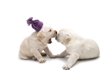 Obraz premium labrador puppies isolated