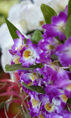Close-up of beautiful vibrant purple orchid