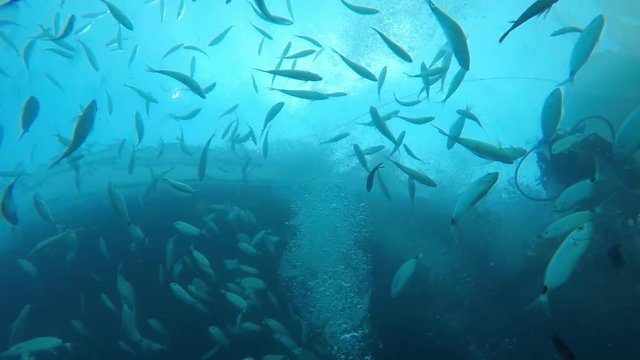 An original underwater view of two scuba divers feeding a shoal of silver fish in the Mediterranean sein slow motion. They are under a rock.