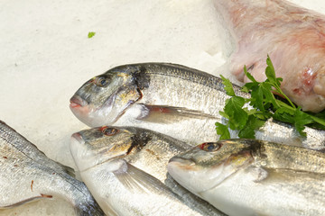 italian  Sparus aurata fish at a fish market
