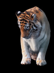 Tiger sneaks and walking full size isolated