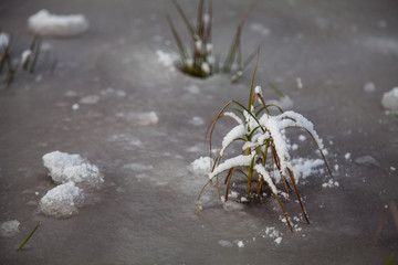 Weak snow covered grass peeking through thin ice on early winter evening