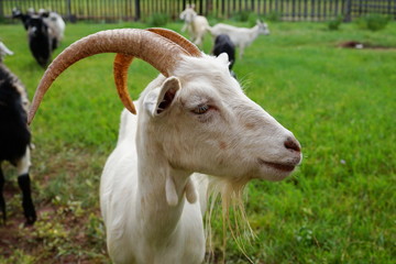 The head of a white goat on a green background.