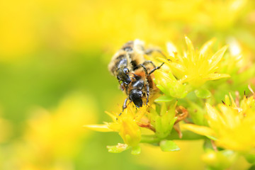 Oxycetonia jucunda, closeup
