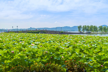 Fototapeta na wymiar Lotus pond in West Lake
