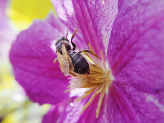 Bee at the flower macro